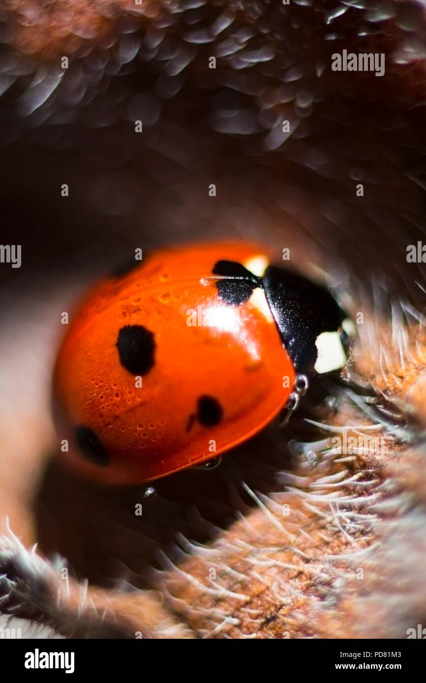 Bel rosso coccinella lucky simbolo per buona fede macro closeup Foto Stock