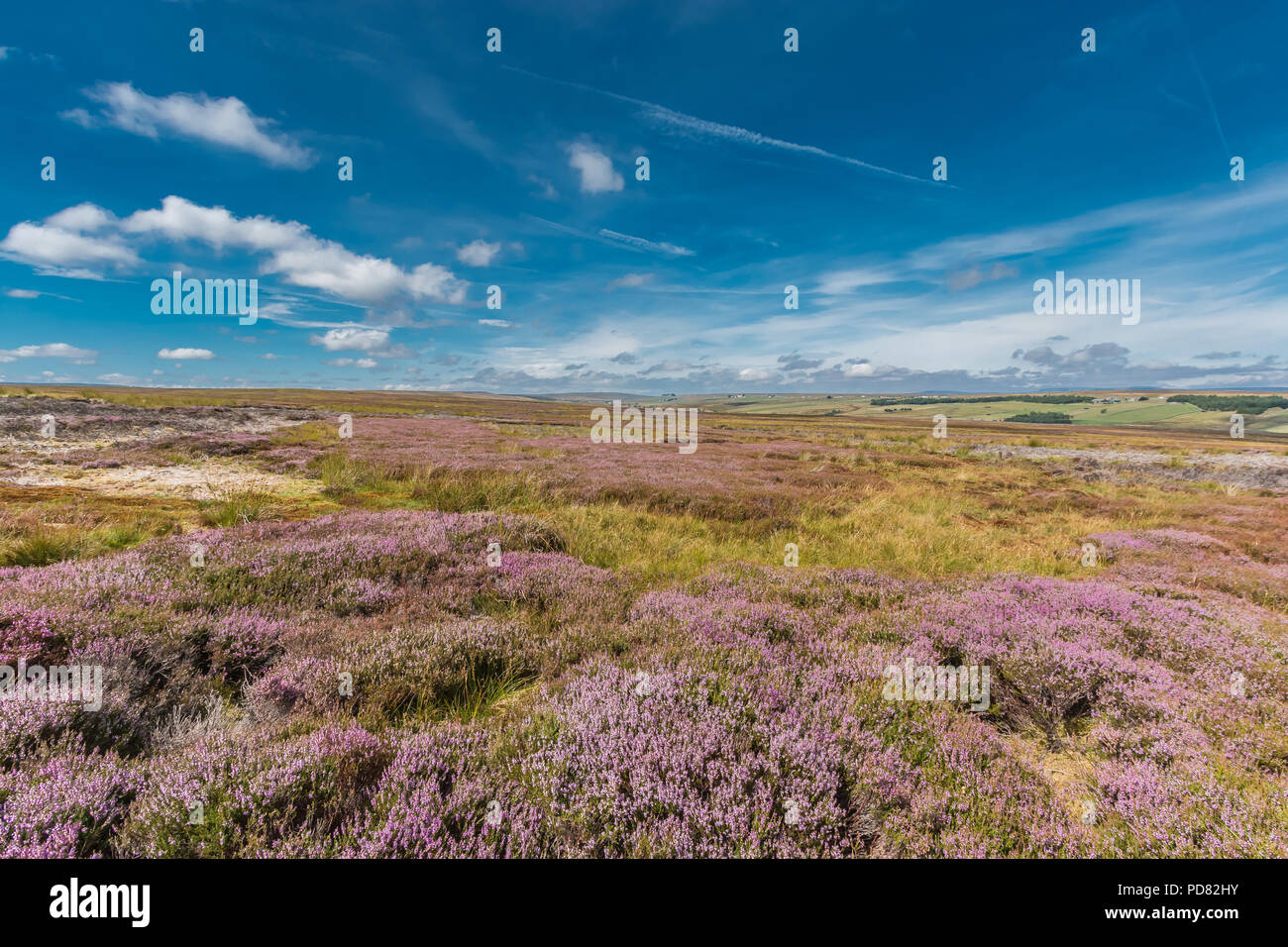 North Pennines AONB Paesaggio, fioritura heather Calluna vulgaris sul Pennine Way al Bowes Moor, nella contea di Durham. Regno Unito Foto Stock