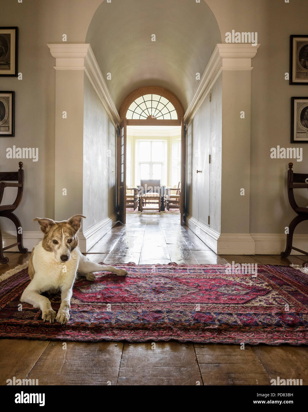 Un cane giace su un tappeto di antiquariato in sala che conduce fino alla sala da pranzo con doppie porte Foto Stock