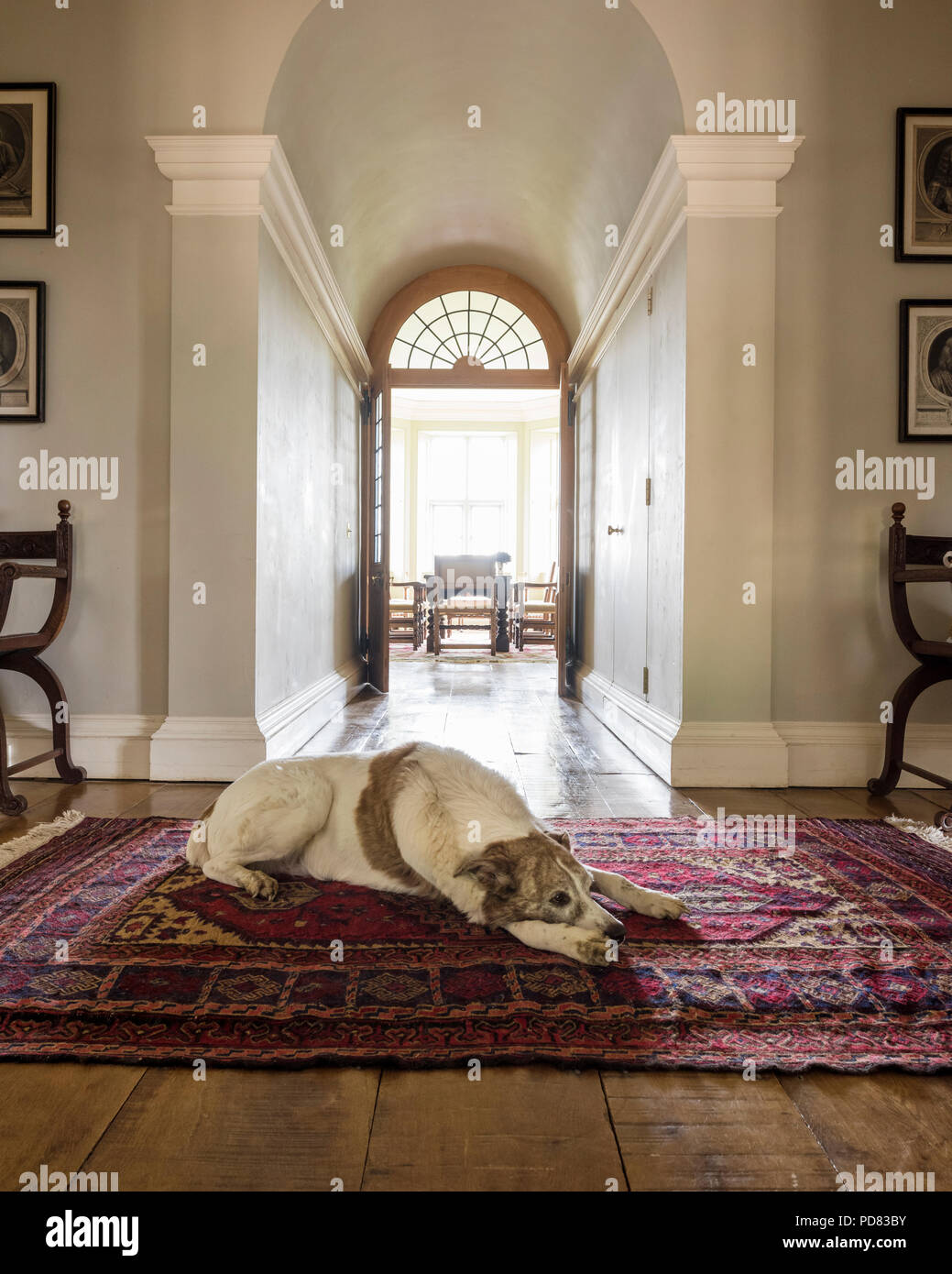 Un cane giace su un tappeto di antiquariato in sala che conduce fino alla sala da pranzo con doppie porte Foto Stock