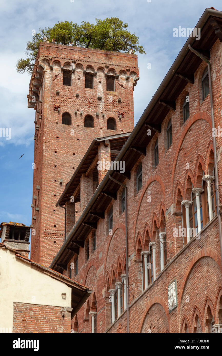 La torre Guinigi (134.48 ft alta) a Lucca (Toscana - Italia). Costruiti in mattoni, essa risale al secolo XIV. Foto Stock
