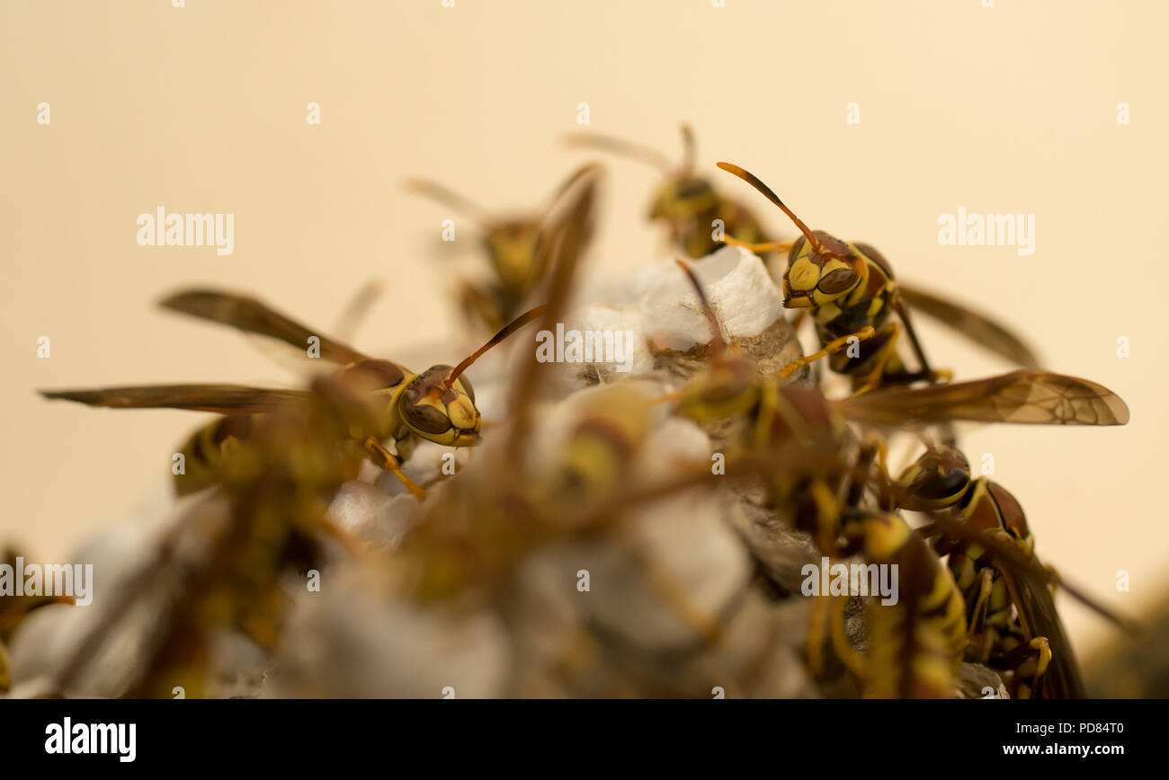 Giacca gialla vespe tendente ad un nido Foto Stock