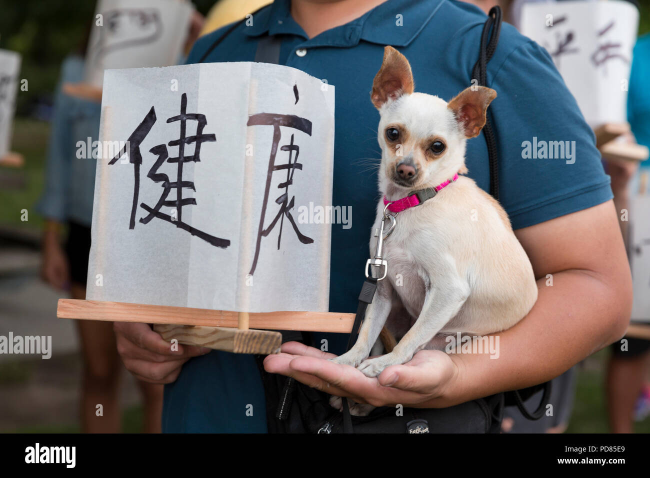 Seattle, Washington: un uomo detiene una lanterna di carta e il suo Chihuahua al da Hiroshima alla speranza raduno al Lago Verde Parco. La cerimonia di premiazione si svolge in ricordo della bomba atomica vittime per l Anniversario del bombardamento di Hiroshima, Giappone. La lanterna annuale cerimonia flottante onora le vittime dei bombardamenti di Hiroshima e Nagasaki, e tutte le vittime della violenza. La cerimonia è un adattamento di un antico Buddista Giapponese rituale, il Toro Nagashi, in cui lanterne repr Credito: Paolo Christian Gordon/Alamy Live News Foto Stock