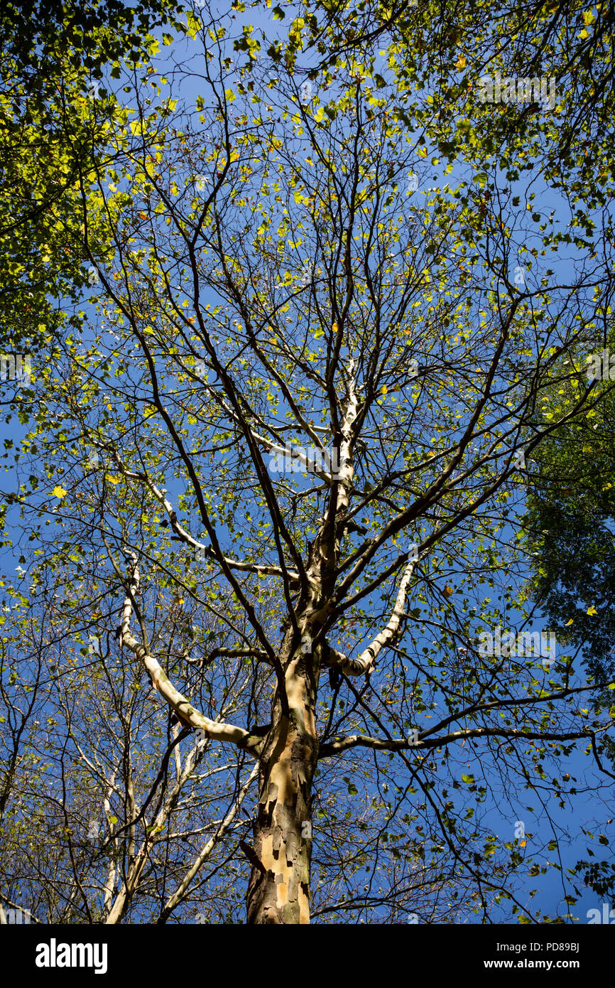 Duisburg, Germania. Il 6 agosto 2018. Molti Londra platani (Platanus acerifolia ×) perdono il loro fogliame molto prima del solito a causa della siccità e caldo condizioni meteo. Credito: Bettina Strenske/Alamy Live News Foto Stock