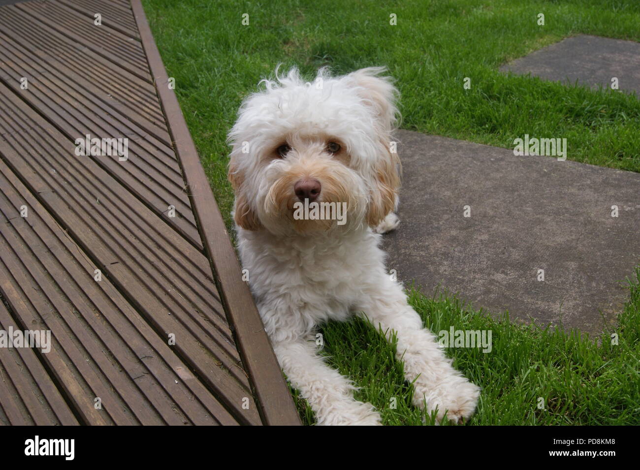 Cockerpoo cane in giardino Foto Stock