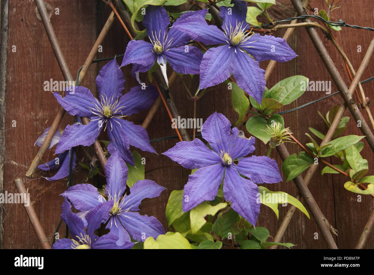 Viola la clematide, climbing Foto Stock