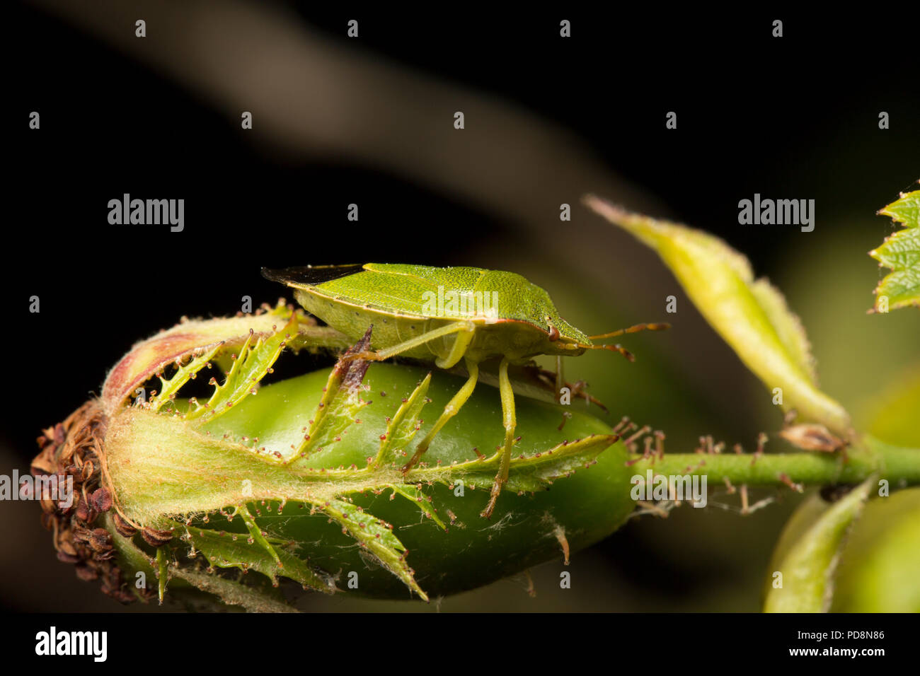 Un verde bug di protezione, Palomena prasina, mimetizzata su una rosa anca, fotografato di notte sul lato orientale dell'isola di Portland DORSET REGNO UNITO Inghilterra G Foto Stock