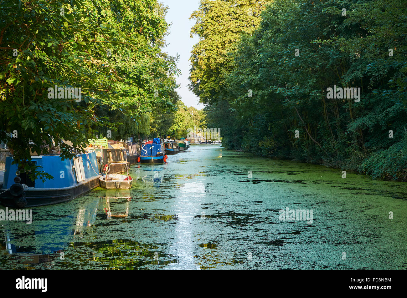 Il Regents Canal al Victoria Park, a est di Londra, Regno Unito, riempito con alghe, durung estate 2018 canicola Foto Stock