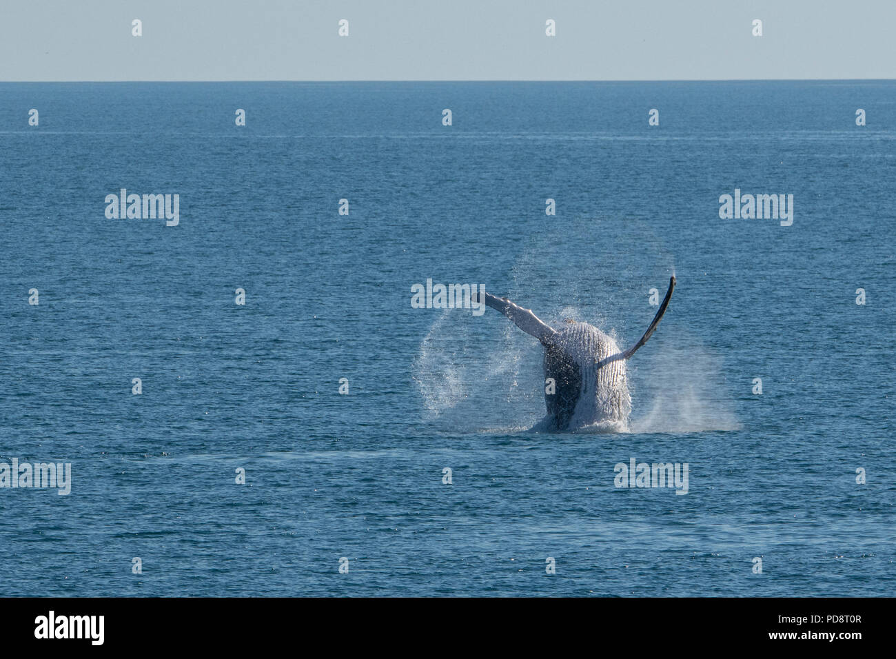 Australia, Western Australia Kimberley costa tra Yampi Sound e ginestra. Violare maschio Humpback Whale nel Mare di Timor. Foto Stock