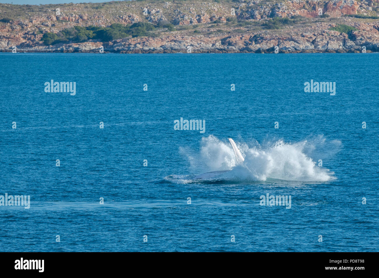 Australia, Western Australia Kimberley costa tra Yampi Sound e ginestra. Violare maschio Humpback Whale nel Mare di Timor con costa di Kimberley. Foto Stock