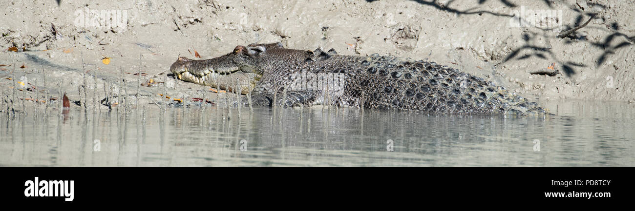 Australia, Western Australia Kimberley Costa, Hunter River, Porosus Creek. Vista panoramica della grande maschio (3,5-4 metri) coccodrillo di acqua salata. Foto Stock