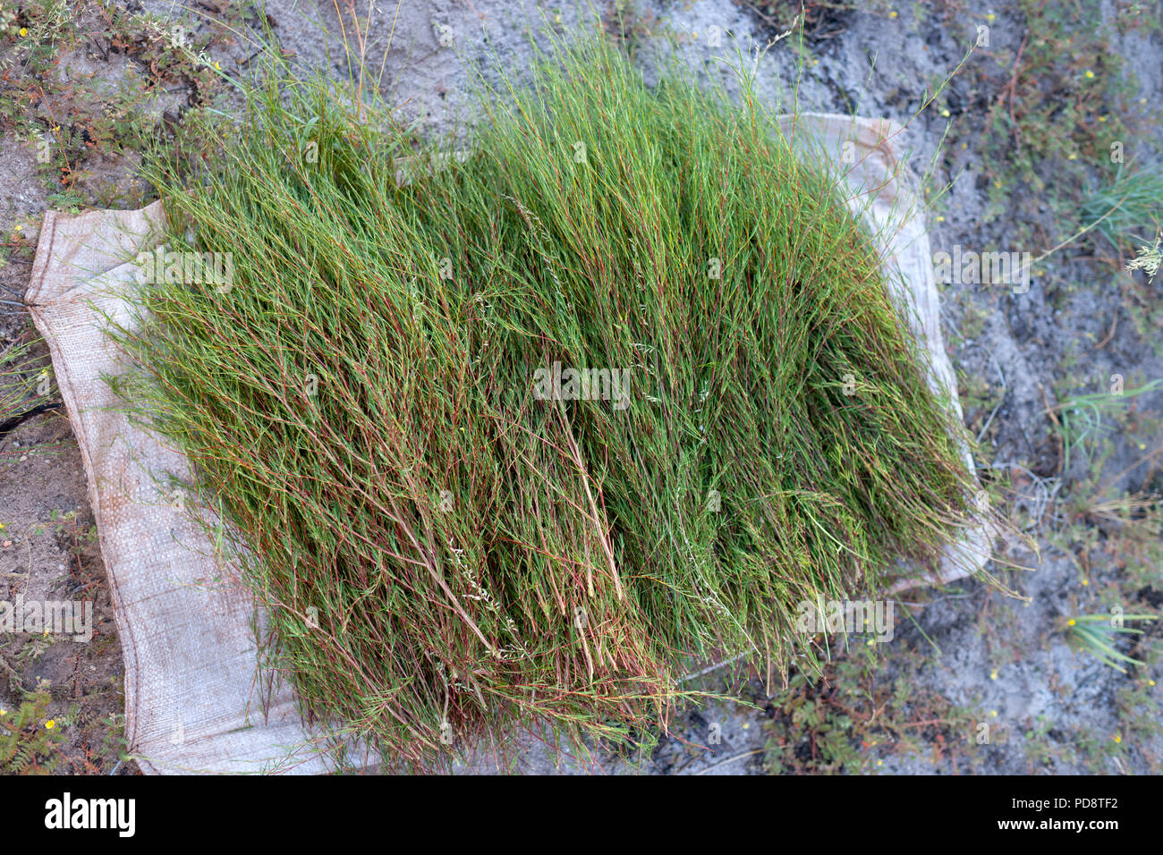 Raccolte rooibos piante del Cederberg montagna in Sud Africa Foto stock -  Alamy
