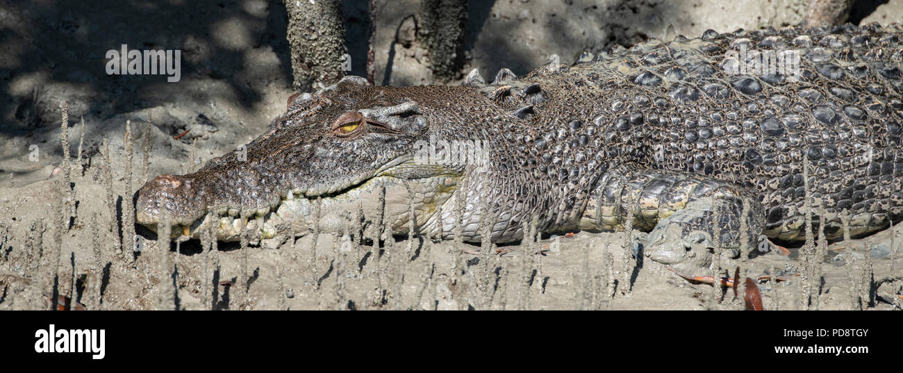 Australia, Western Australia Kimberley Costa, Hunter River, Porosus Creek. Vista panoramica della grande maschio coccodrillo di acqua salata. Foto Stock