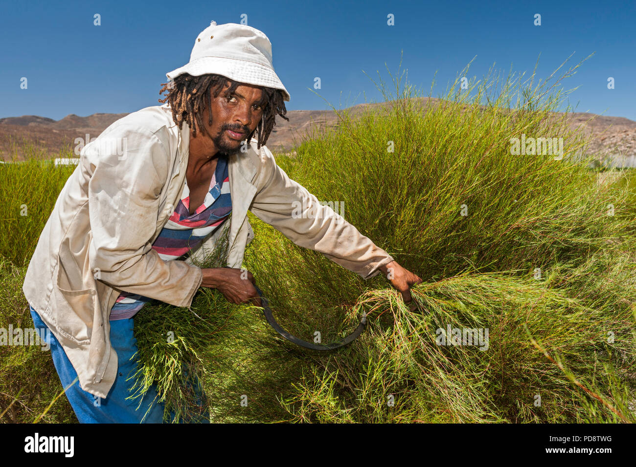 Il bracciante rooibos raccolta di piante di tè con un falcetto in montagne  Cederberg in Sud Africa Foto stock - Alamy