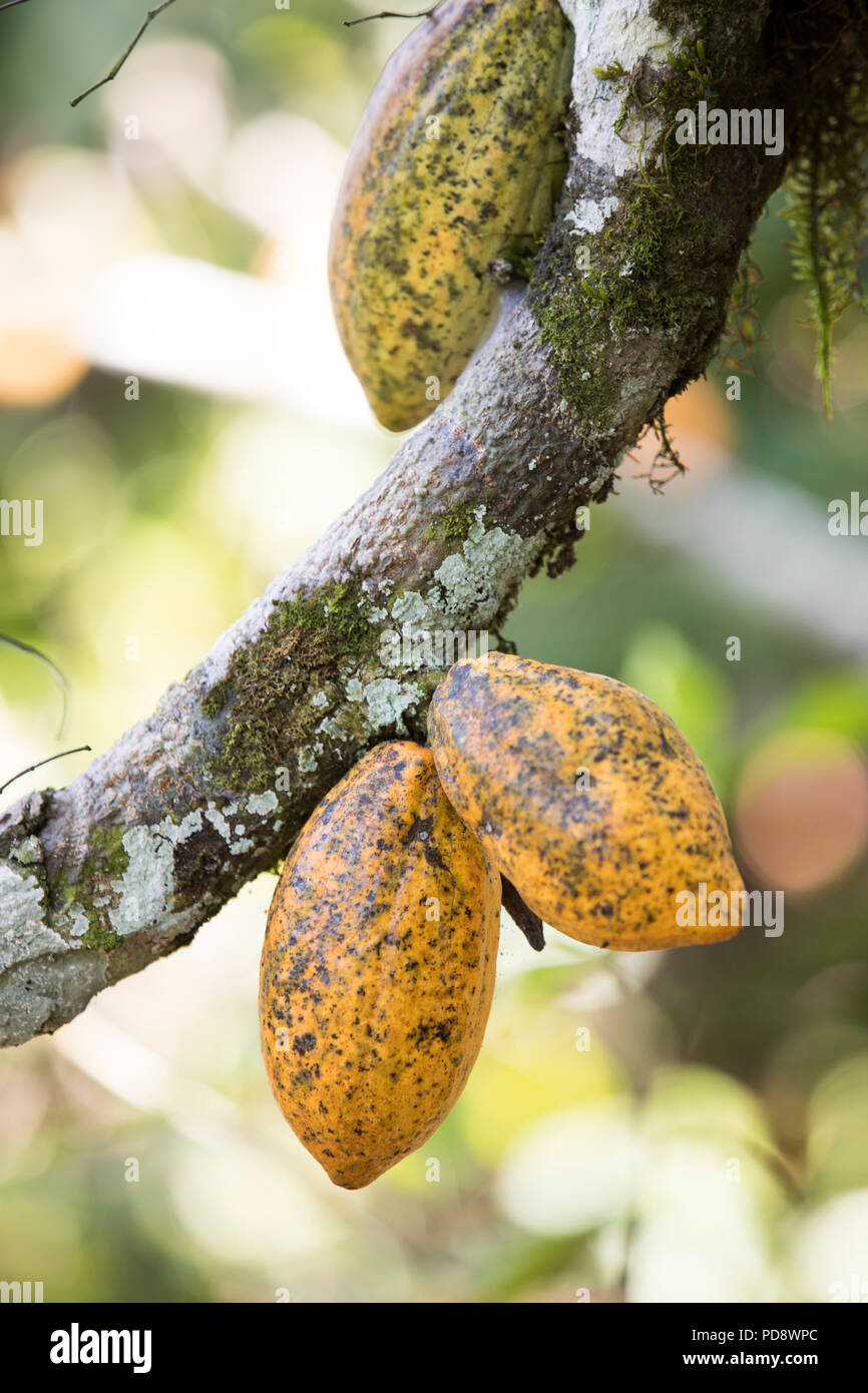Mature fava di cacao Cialde crescere su una piantagione nel distretto di Mukono, Uganda. Foto Stock
