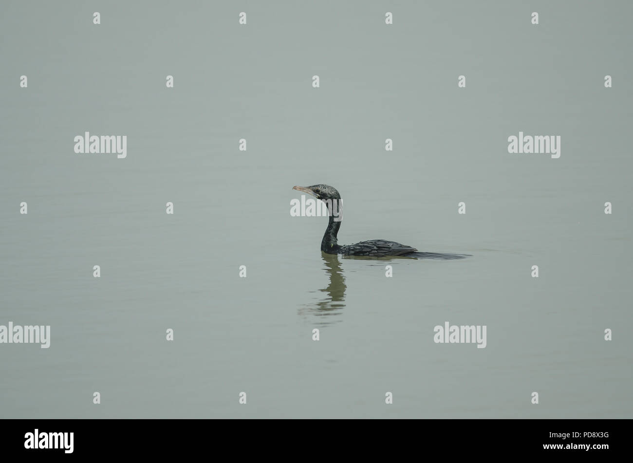 Poco cormorano, Javanese cormorano (Microcarbo niger) nuotare nella natura Foto Stock