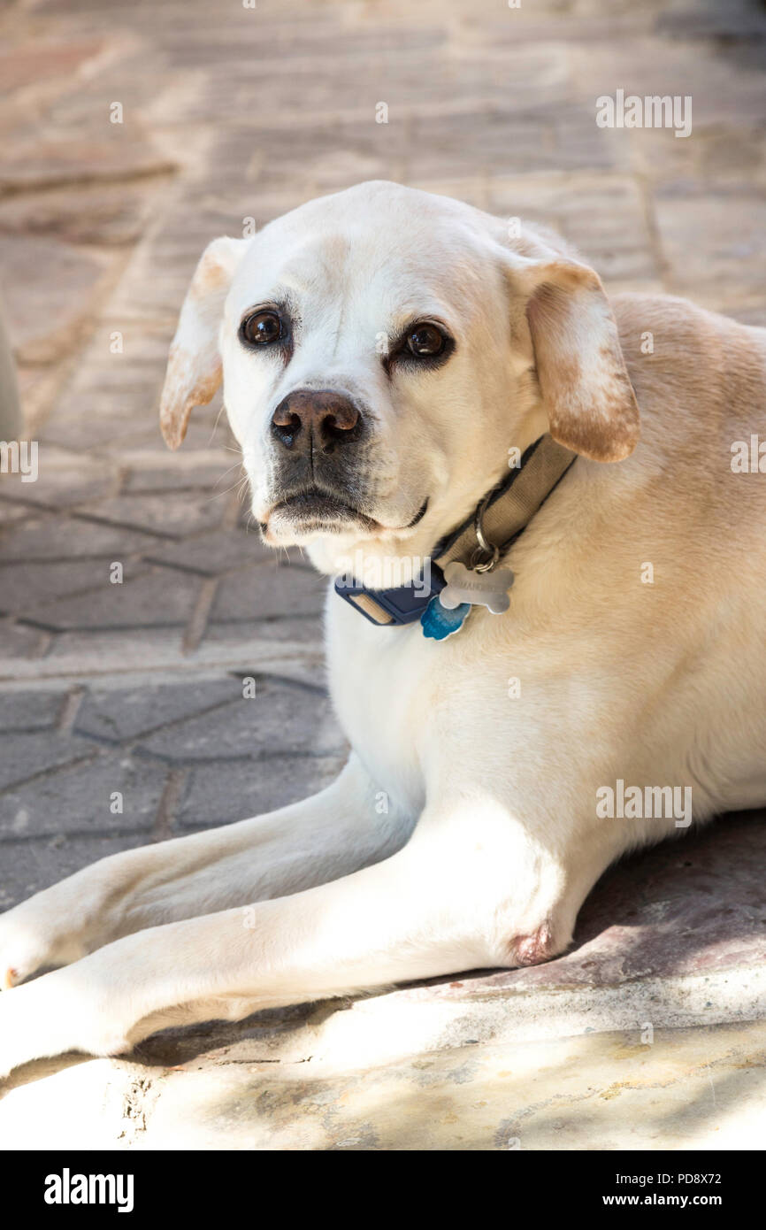 La bionda di razza cane, STATI UNITI D'AMERICA Foto Stock