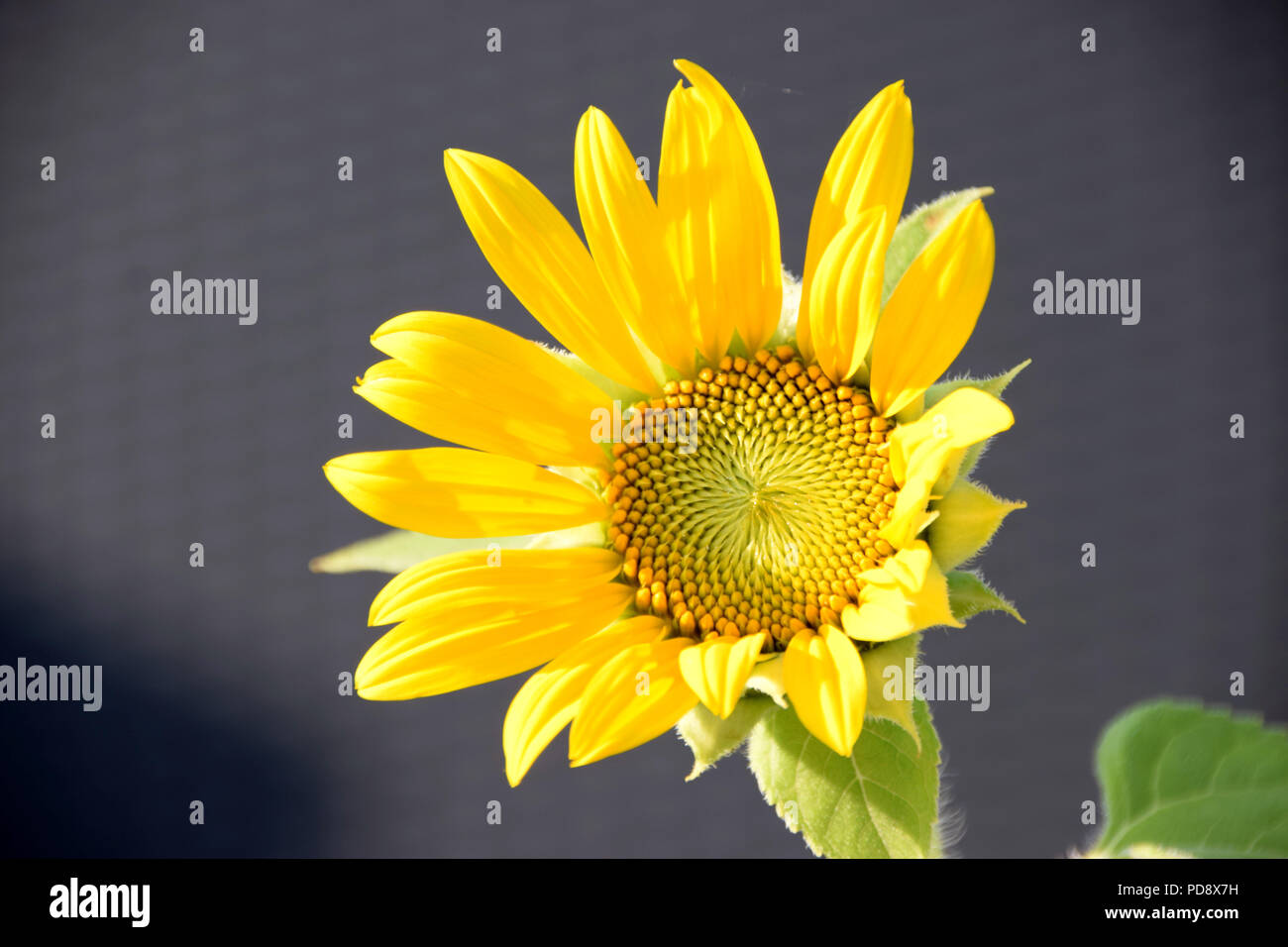 Brillantemente brillante testa di girasole al sole, piccole specie di Helianthus annuus fiorisce in Agosto Foto Stock