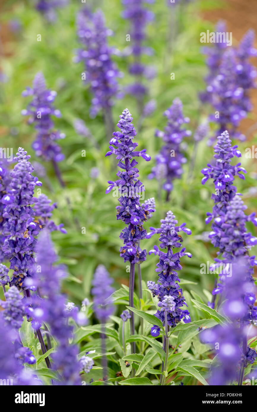 Salvia Farinacea. Victoria farinoso salvia Foto Stock