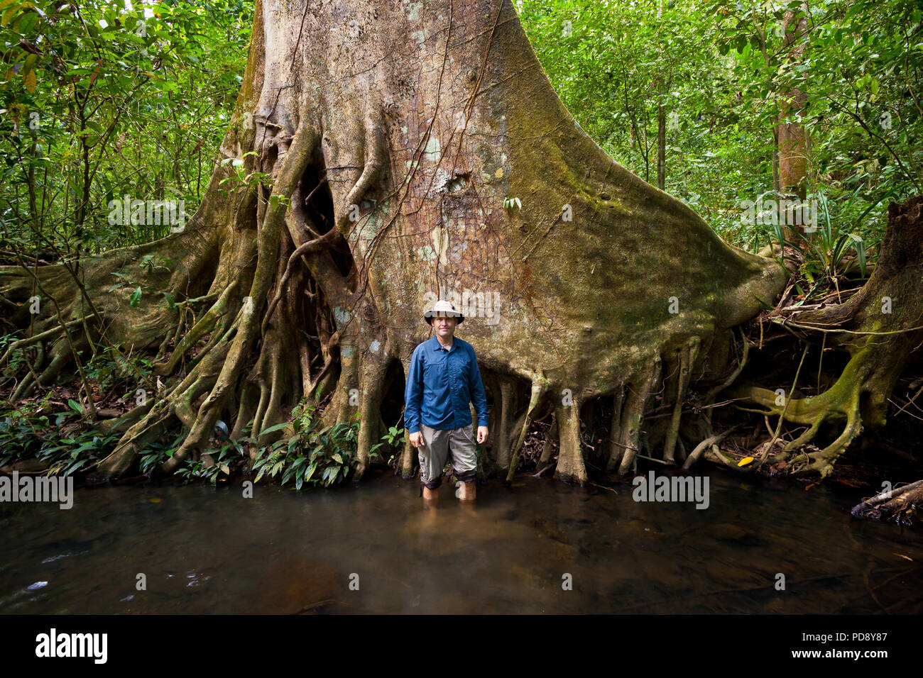 Uomo e grande albero di Ceiba, Ceiba pentandra, nella foresta pluviale del parco nazionale di Soberania, Repubblica di Panama. Foto Stock