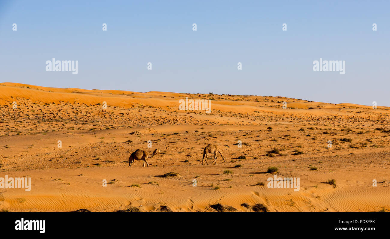 Cammelli nel deserto Oman Foto Stock