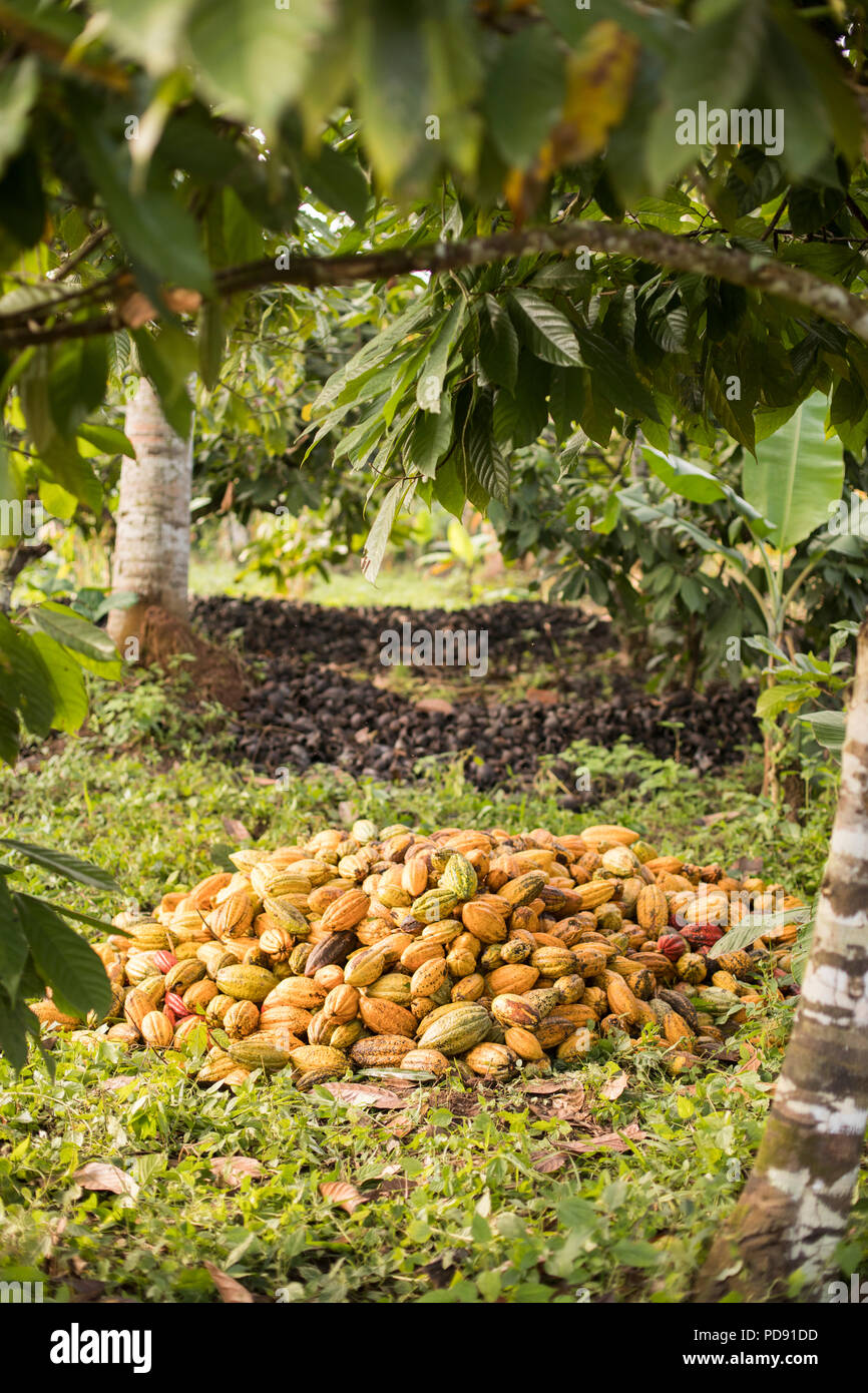 Raccolti di fresco le fave di cacao sono impilati su una piantagione di cacao nel distretto di Mukono, Uganda, Africa orientale. Foto Stock