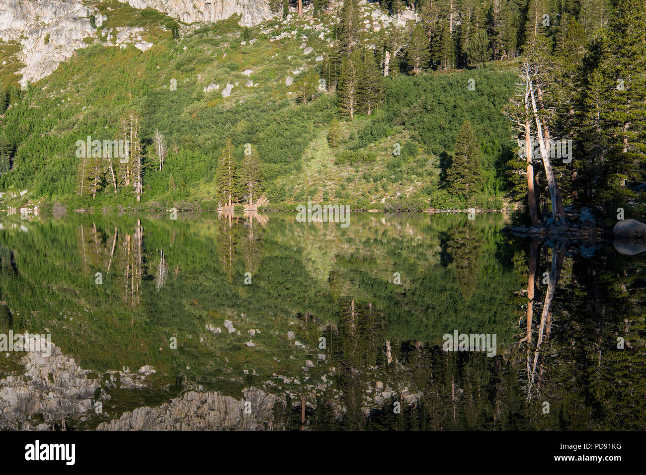 La riflessione di alberi e foresta nelle calme acque di un lago alpino - lago George in Mammoth Lakes area della California della Sierra Nevada Foto Stock