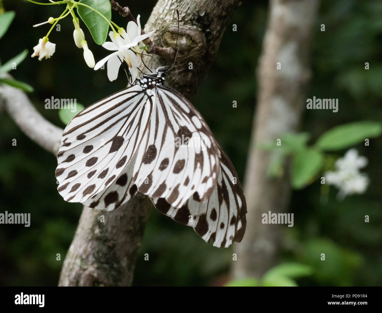 Farfalle tropicali in appoggio sulla lamina e fiore Foto Stock