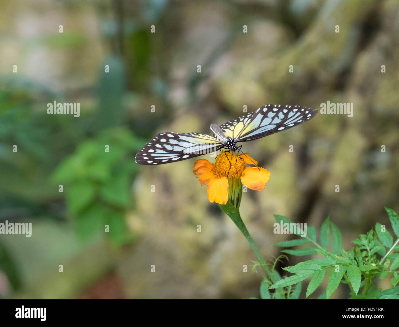 Farfalle tropicali in appoggio sulla lamina e fiore Foto Stock