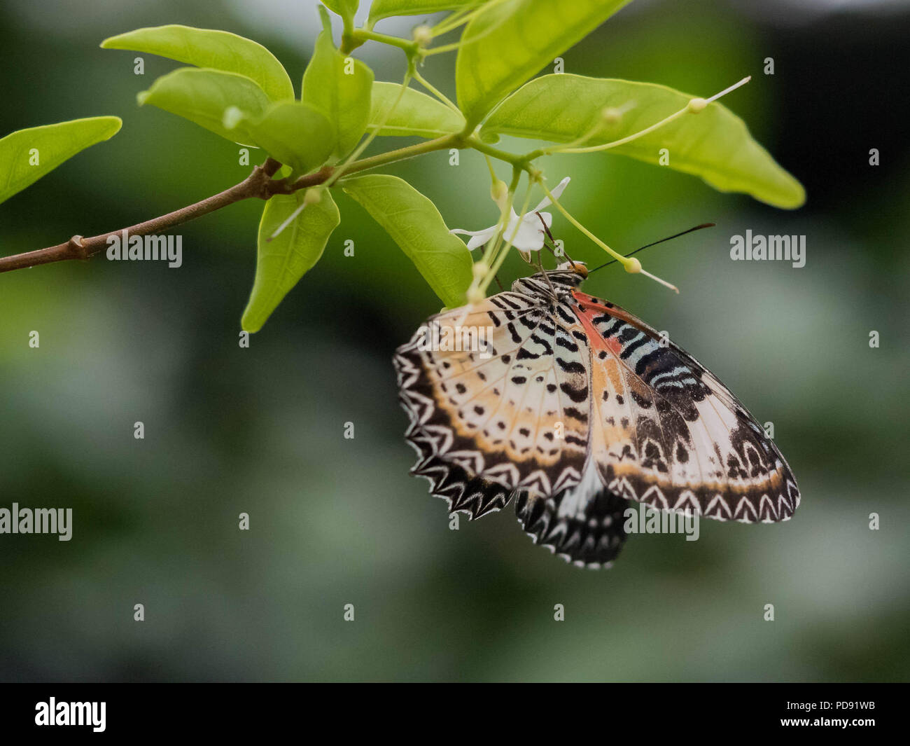 Farfalle tropicali in appoggio sulla lamina e fiore Foto Stock