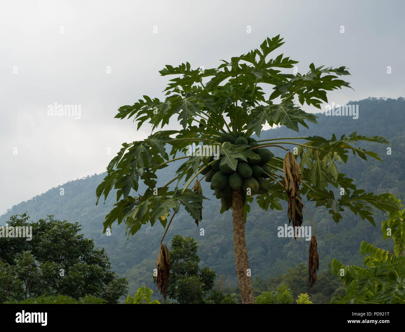 La papaia albero con frutti verde Foto Stock