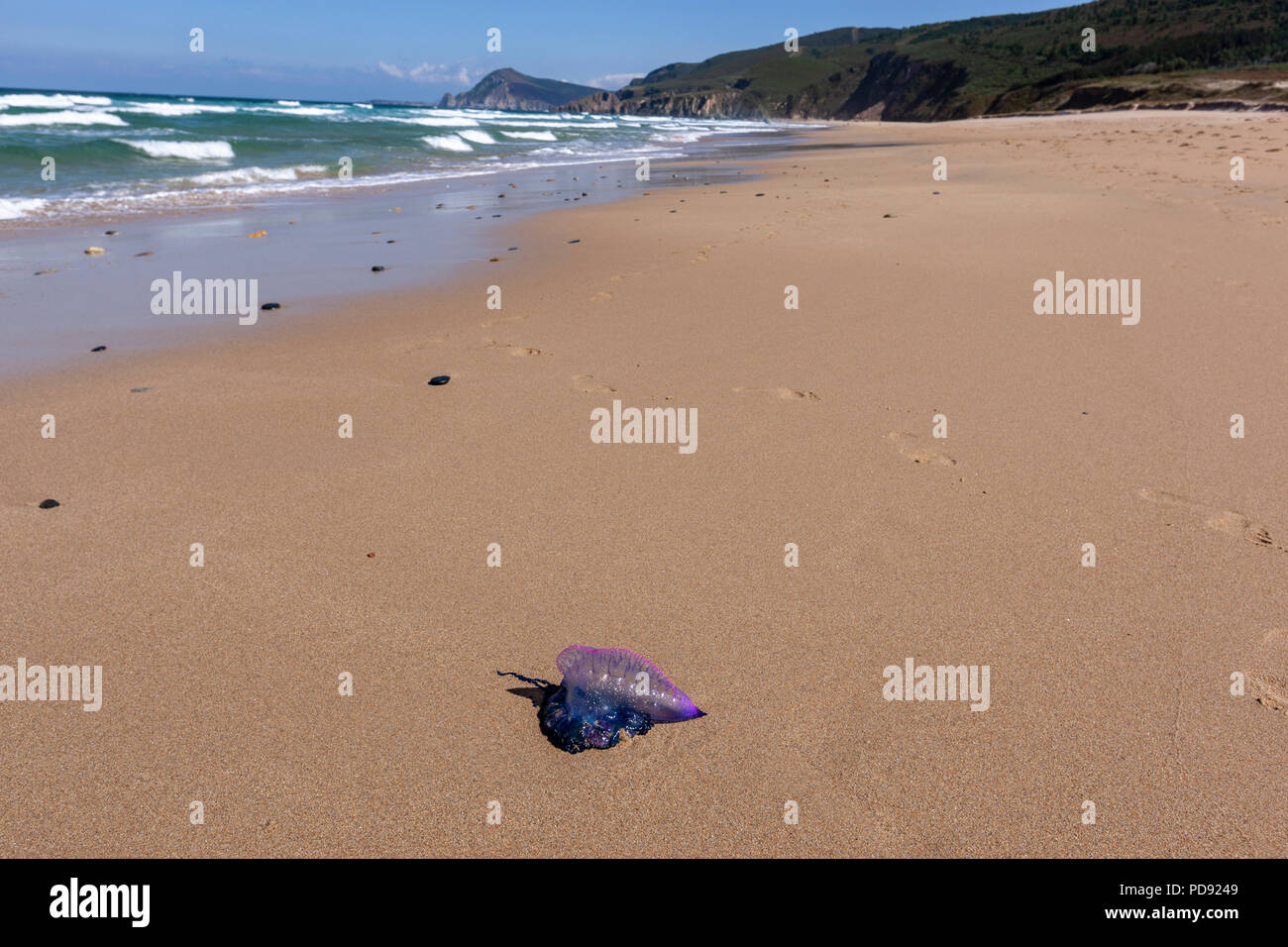 L'Atlantico portoghese o uomo di guerra, noto anche come uomo di guerra, è un hydrozoan marino della famiglia Physaliidae, Playa Ponzos, Ferrol, Galizia Foto Stock