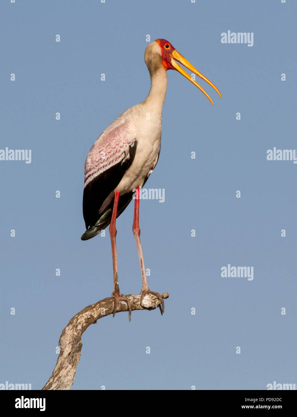 Giallo-fatturati Stork seduta sul pesce persico Foto Stock