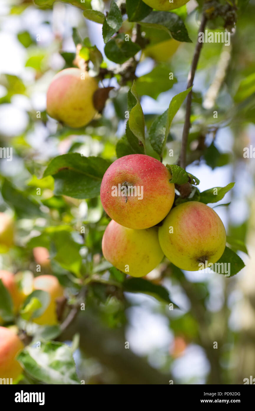 Malus 'Marshal Oyama'. Le mele su un albero. Foto Stock