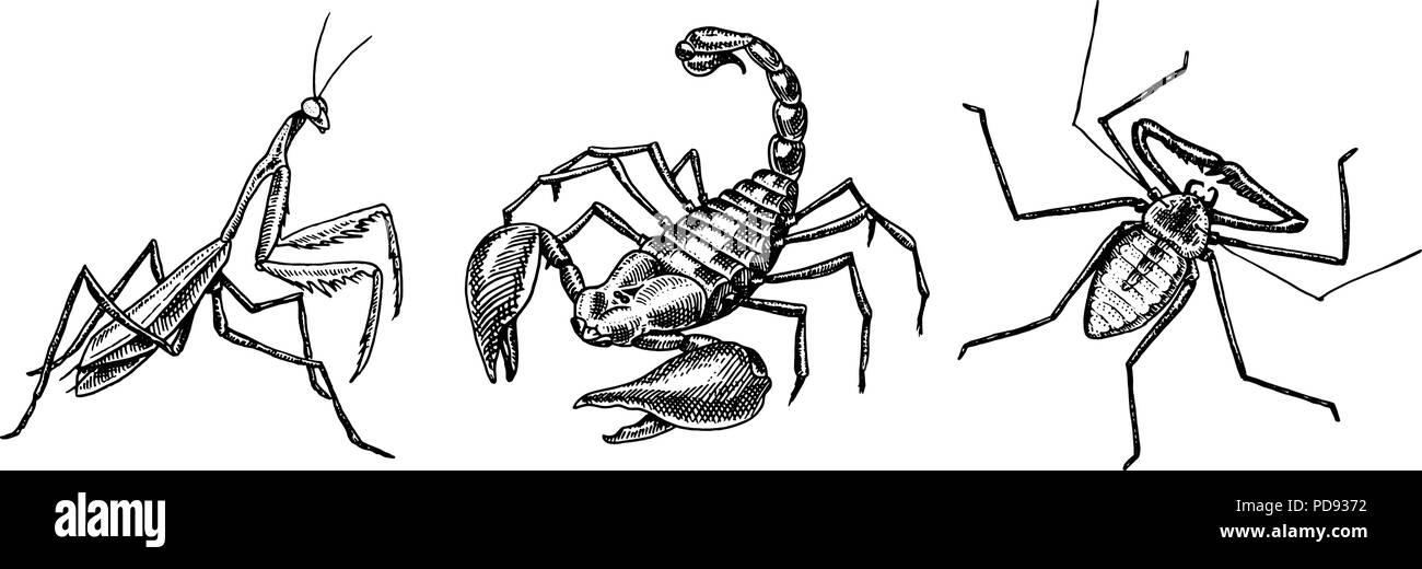 Grande set di insetti. Scorpion frusta Amblypygi Spider Mantis Tattoo. Vintage animali domestici in casa. Incisi insetti coleotteri. Illustrazione Vettoriale. Illustrazione Vettoriale