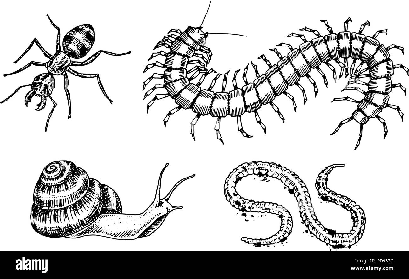 Grande set di insetti. Insetti coleotteri lumaca, Worm Ant Centipede Scolopendra Tattoo. Vintage animali domestici in casa. Incisi illustrazione vettoriale. Illustrazione Vettoriale