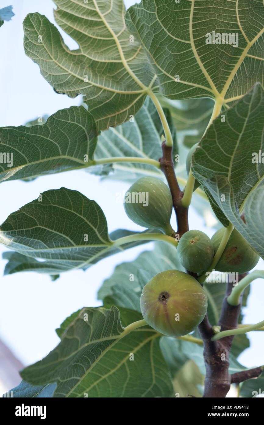 Green fichi sul fico maturazione ( Ficus carica ) frutto meglio conosciuto come il comune fig, Saronida, Est Attica, Grecia, l'Europa. Foto Stock