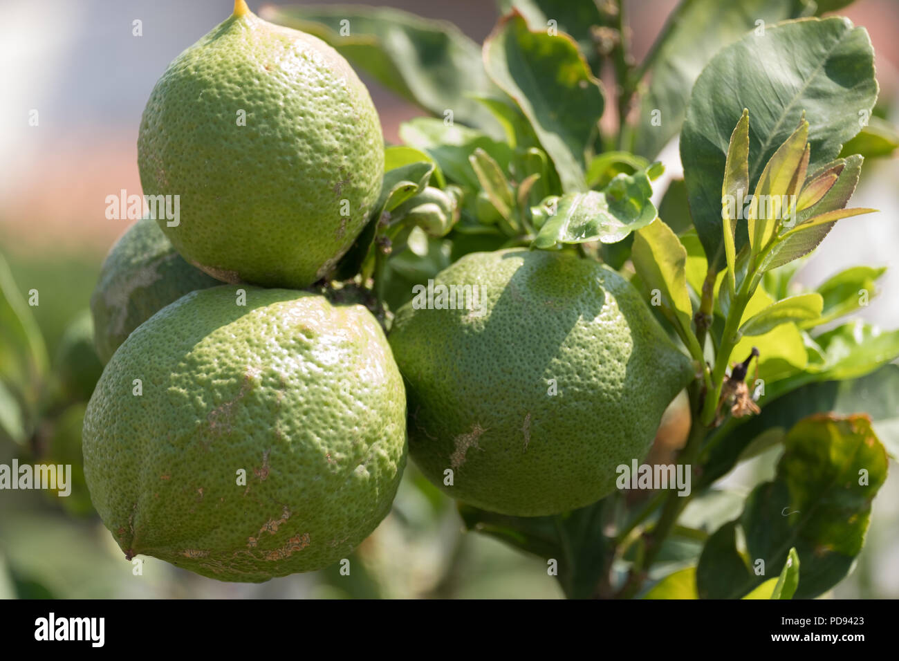 Limoni verde su albero a Sunshine, Citrus limon (L.) Osbeck, dalla pianta flowering Famiglia Rutacee, ora venduto in Tesco, Saronida, Grecia. Foto Stock