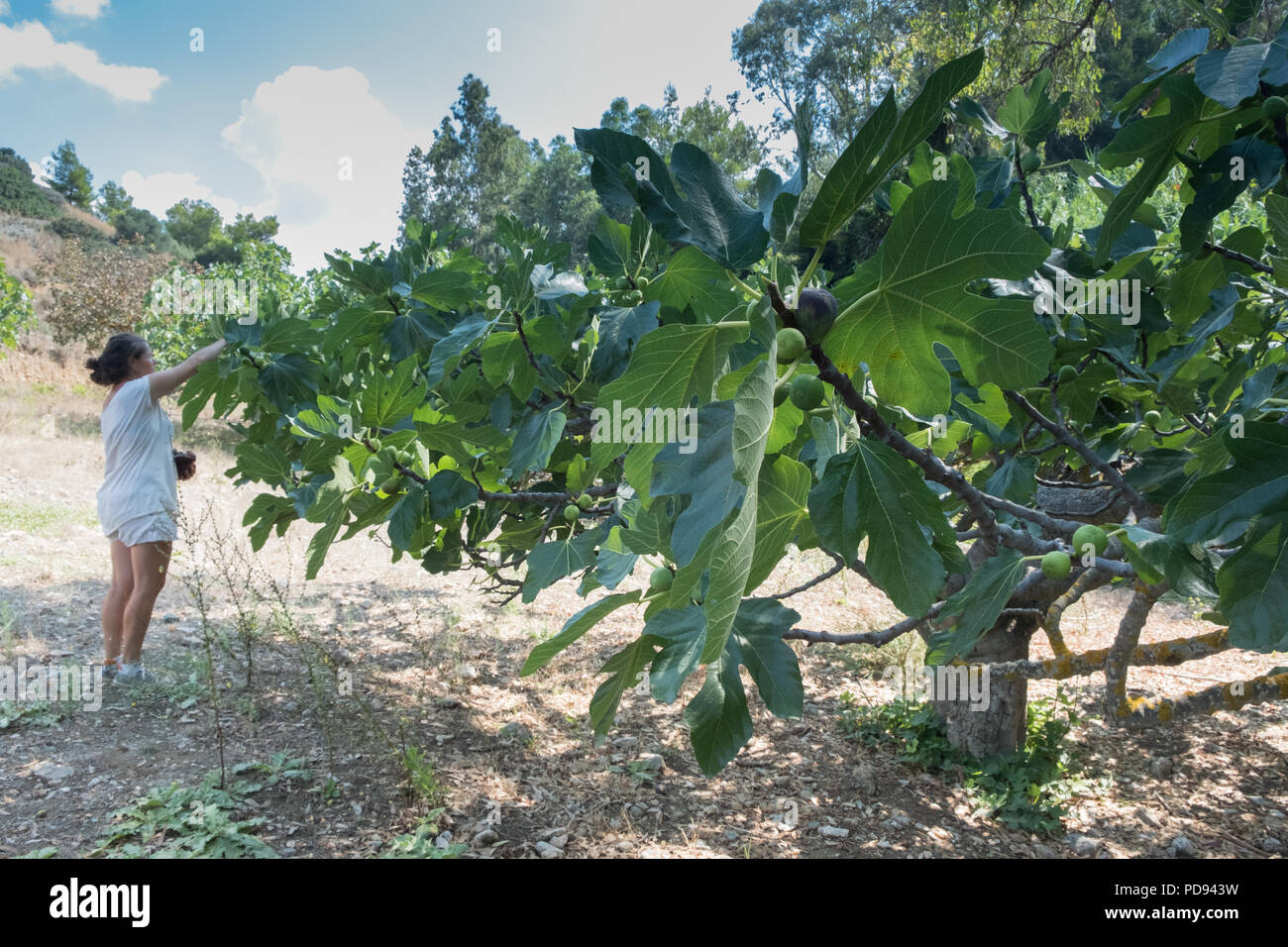 Signora giovane persona picking appena maturata Fig, ( Ficus carica ) frutto meglio conosciuto come il comune fig, Saronida, Est Attica, Grecia, l'Europa. Foto Stock