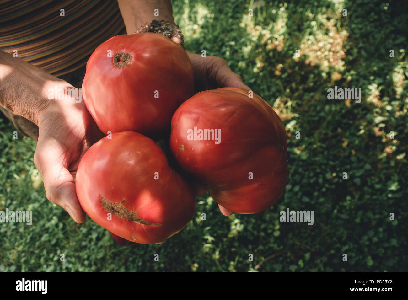 Il sambuco donna mani pomodori organico prelevato dal suo giardino di casa. Foto Stock