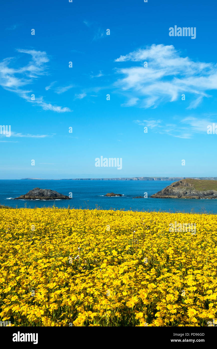 Le calendule mais in fiore a west pentire sulla costa della Cornovaglia, Inghilterra, Regno Unito. Foto Stock