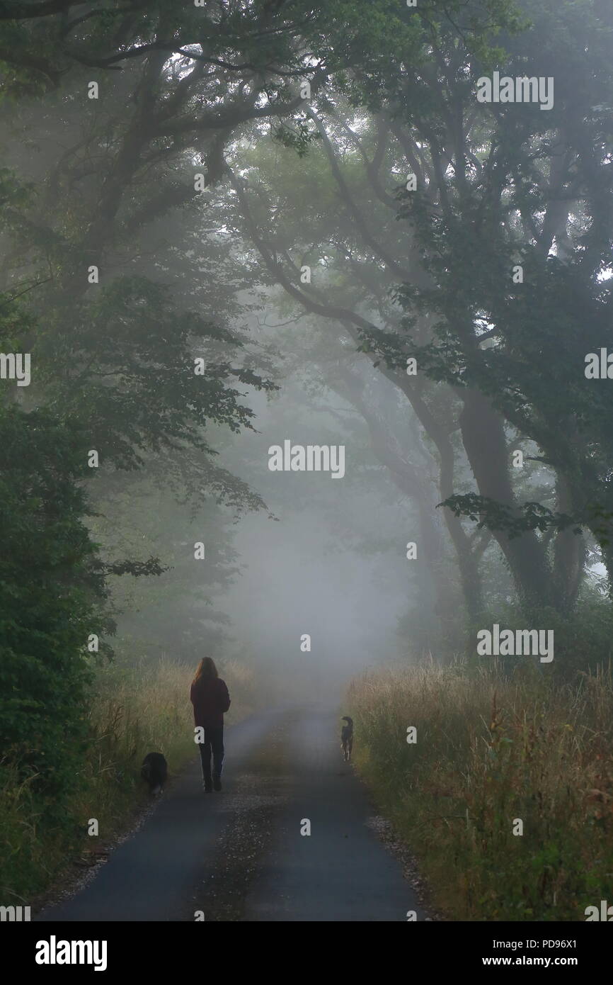 Persona cani a piedi in una nebbiosa mattina nella foresta in East Devon Foto Stock