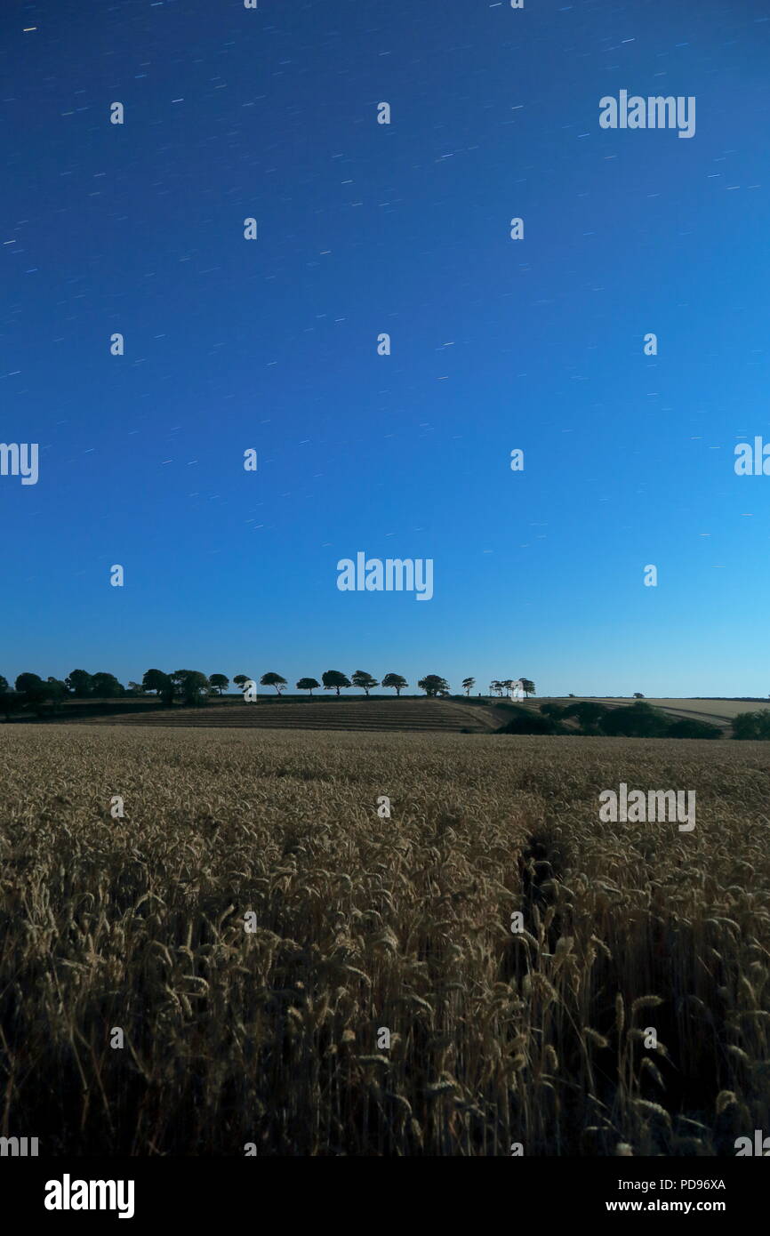 Campo agricolo con fila di alberi su un orizzonte a notte stellata Foto Stock