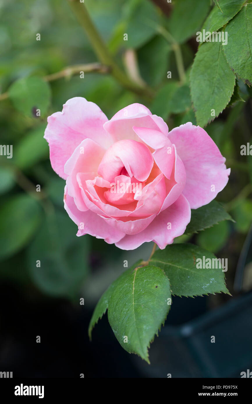 Primo piano di Rosa Brother Cadfael a David Austin rosa arbusto inglese fiorito in un giardino inglese, Inghilterra, Regno Unito Foto Stock