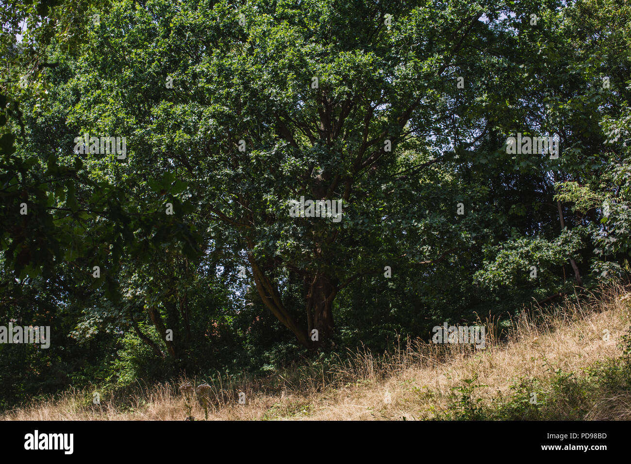 Un prato di acido raro pascoli nel Parco a piedi riserva naturale, in esecuzione da Finsbury Park di Highgate, nel nord di Londra Foto Stock