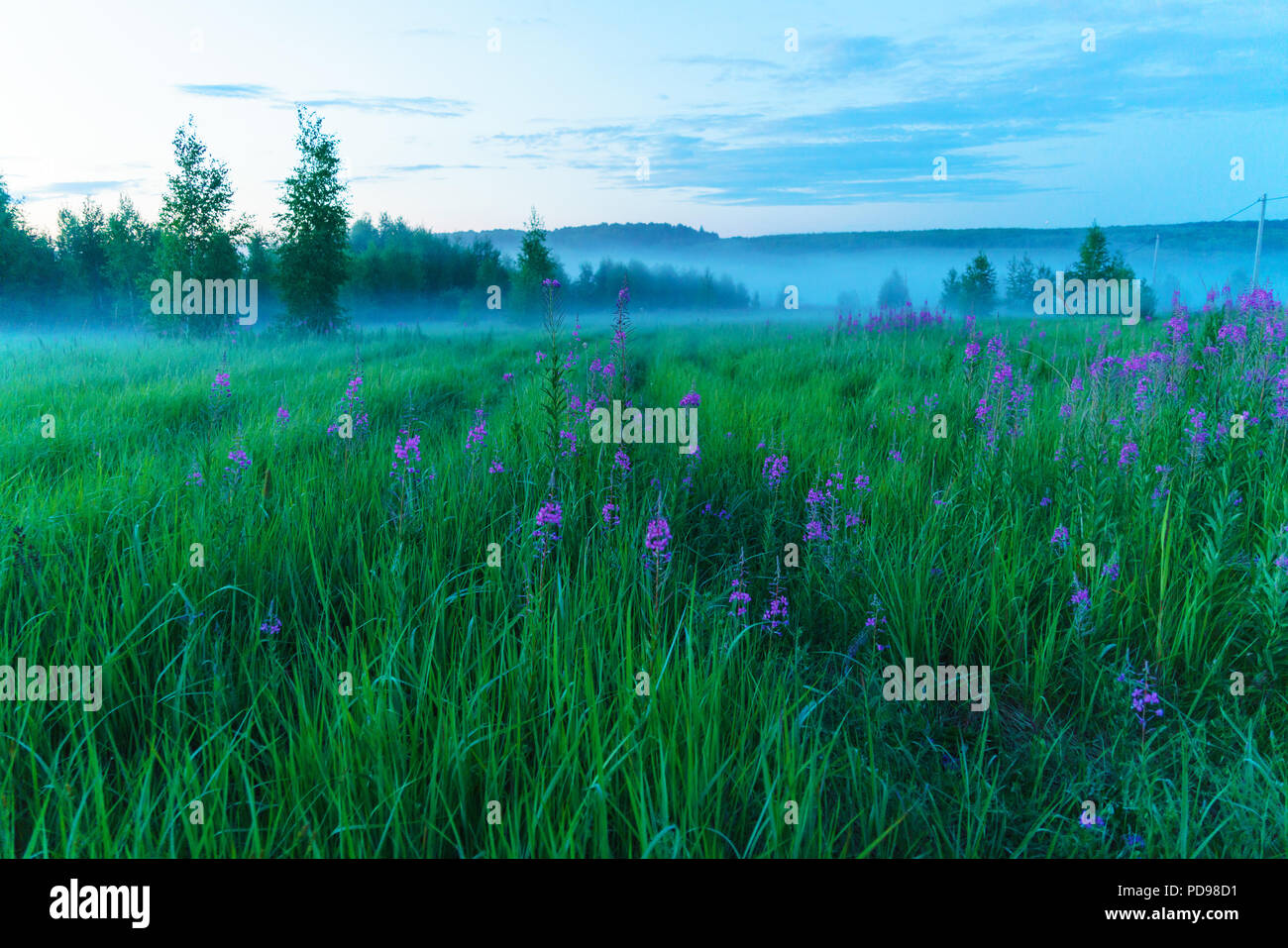 Misty romantico paesaggio con fioritura fireweed (Chamaenerion angustifolium), betulle ed erba verde in estate, la regione di Mosca, Russia Foto Stock