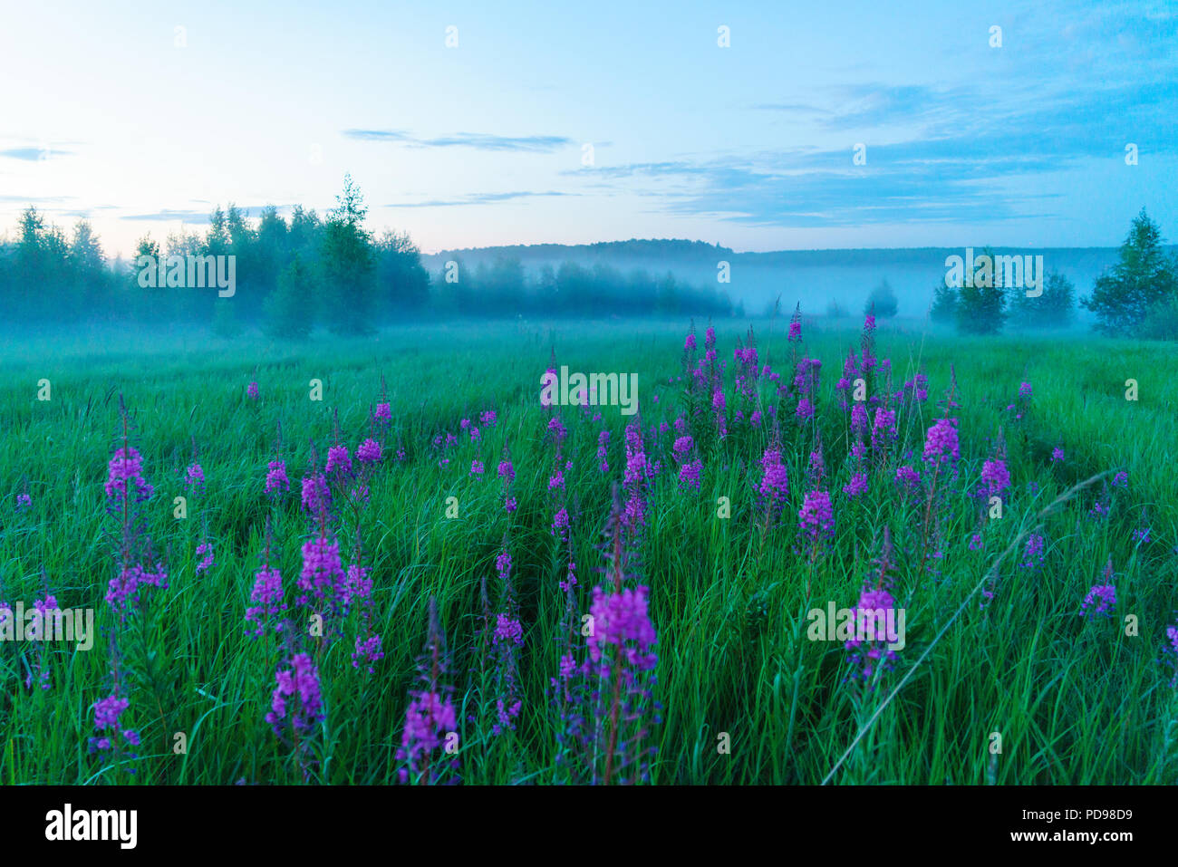 Misty romantico paesaggio con fioritura fireweed (Chamaenerion angustifolium), betulle ed erba verde in estate, la regione di Mosca, Russia Foto Stock