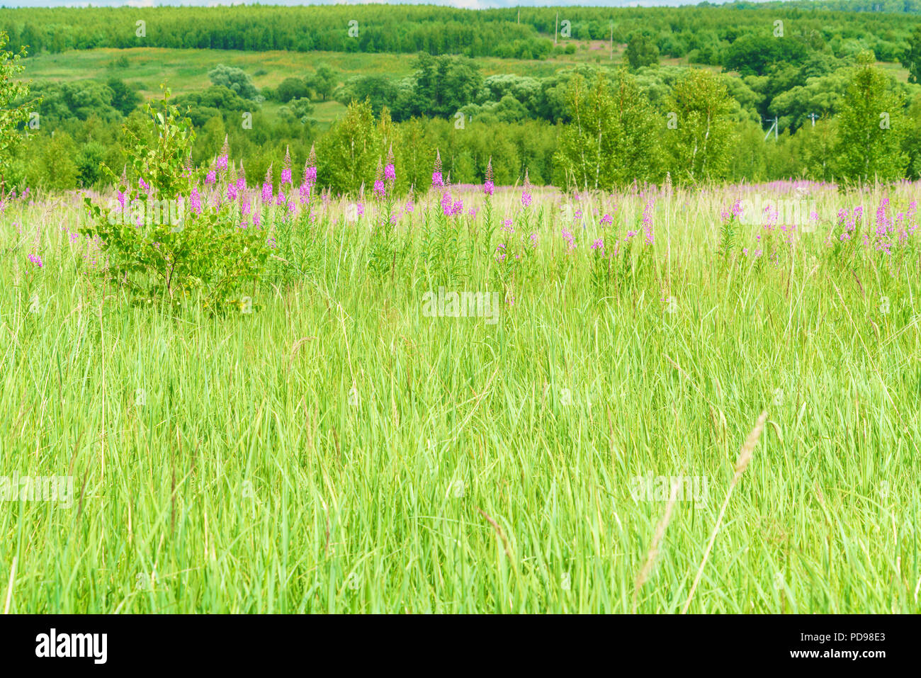 Estate giugno bel paesaggio con la fioritura fireweed e prato con betulle, Regione di Mosca, Russia Foto Stock