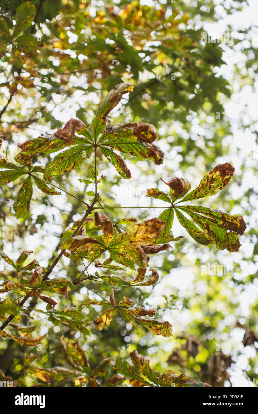 La struttura conker (Ippocastano) potrebbe svanire dalla Gran Bretagna a causa di malattia invasiva e falene. Queste foglie mostrano dei segni di danneggiamento. Foto Stock