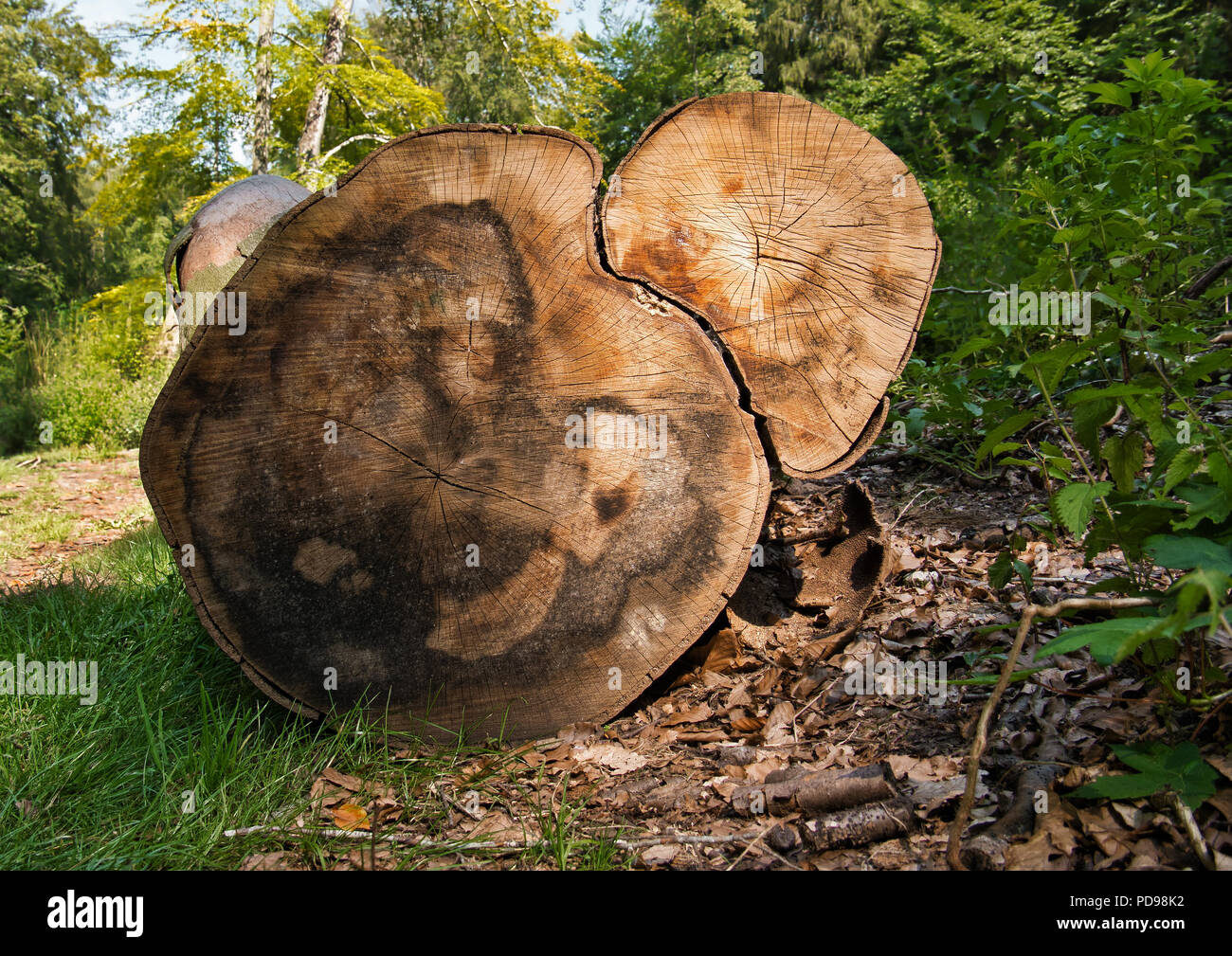Vista da un albero abbattuto con due tronchi di albero fotografato in una radura della foresta Foto Stock